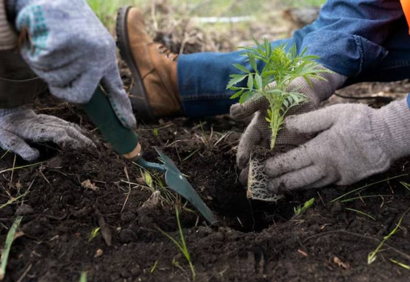 deep root tree fertilization