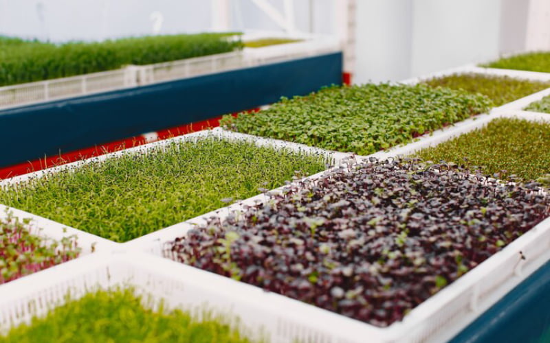 raised beds for sale