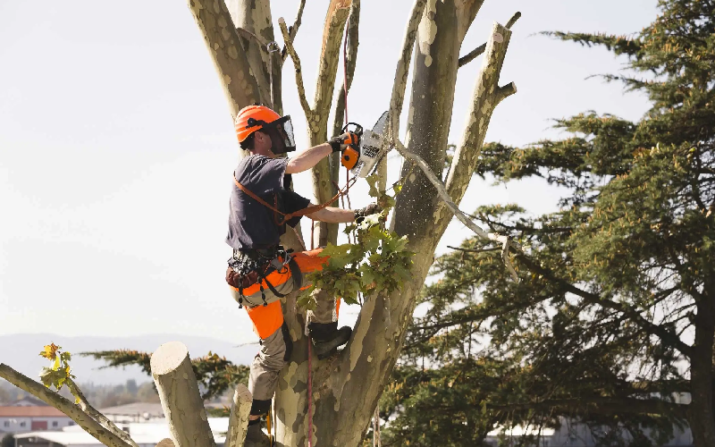 Tree Removal Service